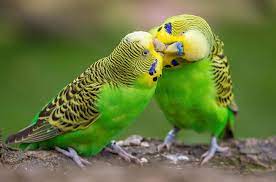 How To Identify The Gender Of A Budgie The Perruches