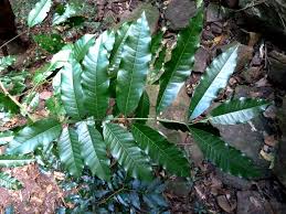 Image result for Thunbergia dregeana