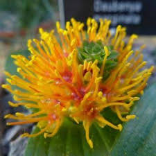 Image result for Daubenya