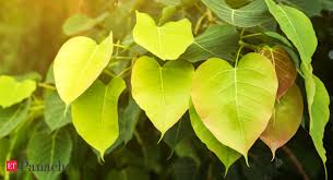 Did You Know That Peepal Is An Excellent Remedy For Skin Ailments Here Are Other Benefits Of The Plant One Plant To Rule Them All The Economic Times