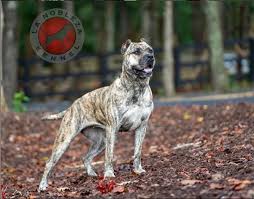 Castle of presa is the breeder of real presa canario dogs imported from canary islands. Presa Canario Blog La Nobleza Kennel Presa Canario Breeder