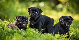 Dec 01, 2018 · it really depends on the brand of food you've chosen , each brand would've a feeding guide per day, so if the guidance in the bag/tin says 100g/day you divide that by the times a day you decided to feed your puppy so if it's 4 times a day you'd feed her 25g each time, hope it helps How Much To Feed A Pug Puppy 4 Week 6 Week 8 Week