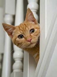 Who loves Ginger Cats ?