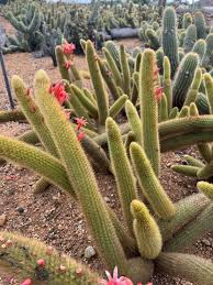 Image result for Cleistocactus