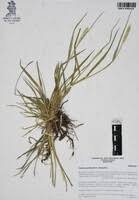 Image result for Setaria parviflora