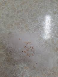 Image result for Dorstenia cuspidata