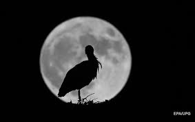 Двух солнечных и двух лунных. Wnsc1 Itajo5im