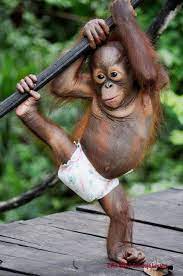 Yetim Kalmis Bebek Orangutan Cute Baby Monkey Cute Funny Animals Baby Animals Funny