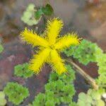 Image result for Nymphoides thunbergiana
