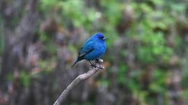 Morning Bird Walk