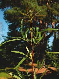 The identifying feature of the african sumac is the clusters of three long leaves. Rhus Lancea Trees And Shrubs Online
