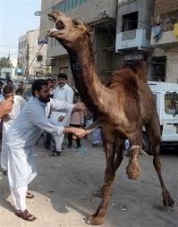 Sacrifice of an animal will not be in order if it is one eyed, or blind, or has lost one third or more the animal for slaughter should be laid on its left side facing kaabah and its throat cut open with a sharp knife, and its blood allowed to drain. File Camel Halal Jpg Wikiislam