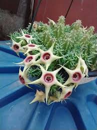 Image result for Huernia verekeri