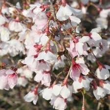 I have just bought 2 cherry blossoms they are about 14cms tall, what should i do with them please? Prunus Incisa Kojo No Mai Fuji Cherry Garden Plants