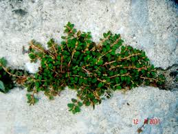Image result for Euphorbia thymifolia