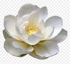 Maybe you would like to learn more about one of these? Transparent Background White Lotus Png Png Download Vhv