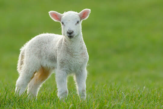Cute Lamb Images – Browse 599,788 Stock Photos, Vectors, and Video | Adobe  Stock