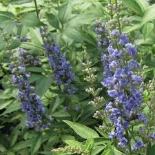 Image result for Vitex franceseana