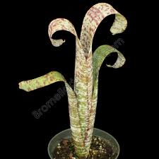 Image result for Clutia timpermaniana