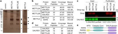 He works in rochester, nh and 3 other locations and specializes in internal. Dalrd3 Encodes A Protein Mutated In Epileptic Encephalopathy That Targets Arginine Trnas For 3 Methylcytosine Modification Nature Communications