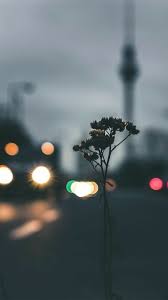 Pin By Farii Says On Flowers Landscape Wallpaper Phone Wallpaper Beautiful Wallpapers