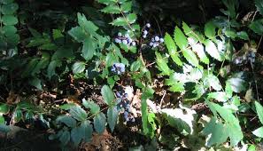 This is generally a dense, rounded evergreen shrub spreading via stolons and reaching 3 to 6 feet in height, although some selections. Mahonia Oregon Grape At Portland Nursery And Garden Center
