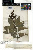 Image result for Lepisanthes senegalensis