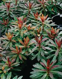Image result for Euphorbia eranthes