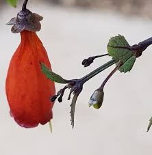 Image result for Halleria elliptica