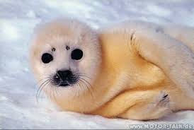 They build cup shaped nests on branches or ledges. Robben Baby Hier Ist Ot Erwuenscht Nightwolf2801 205892264