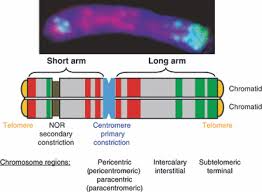 The cell wall is made of cellulose and surrounds the cell membrane in plant cells. Organisation Of The Plant Genome In Chromosomes Heslop Harrison 2011 The Plant Journal Wiley Online Library