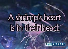 10 Amazing Facts About Ocean Animals In 2020 Animal Facts Animal Facts Interesting Fun Facts