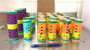 Goodreads book reviews & recommendations. 2 Charged For Allegedly Smuggling 26 Finches In Hair Curlers Abc News