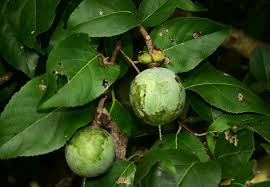 Image result for Oncoba