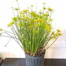 Image result for Cyperus clavinux