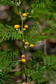 Image result for Acacia hockii