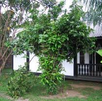 Image result for Ixora brachypoda