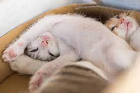 It will be impossible to pinpoint if your cat shows signs of irregular breathing even when they're awake, it could also be because there's something blocking their nasal canal. Why Cats Snore And When You Need To Be Concerned Cole Marmalade