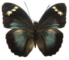 Image result for Sorindeia katangensis