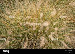 Image result for Cenchrus setaceus