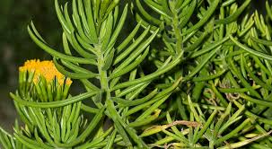 Check spelling or type a new query. Succulent Bush Senecio Unique Beautiful Succulent Houseplants Gardening Tips Plants Care Plants Details