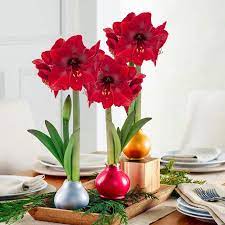 Breck S Red Flowering Red Waxed Amaryllis Bulb Lowes Com Amaryllis Bulbs Amaryllis Amaryllis Care
