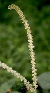 Image result for Cyathula lanceolata