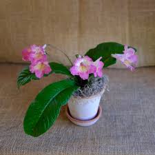 Image result for Streptocarpus kamerunensis