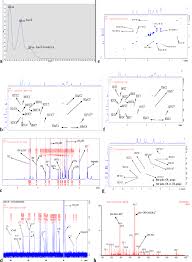 Image result for Bothriocline longipes