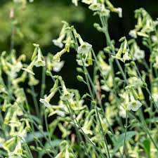 Image result for Nicotiana