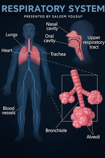 Respiratory System Anatomy and Physiology