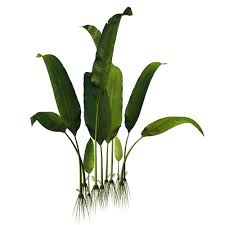 Image result for Stolzia williamsonii