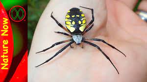 The word argiope means with a bright face in latin. How Dangerous Is A Black And Yellow Spider Youtube
