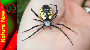It is also known as the yellow garden argiope and the writing spider. How Dangerous Is A Black And Yellow Spider Youtube